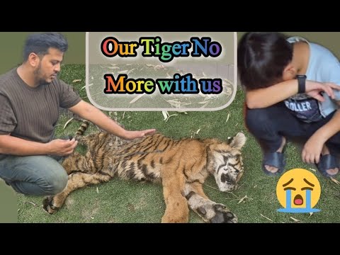 Our Tiger No More with us | Azan Butt Tiger #tiger #animal