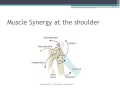 Shoulder Muscles and Functions Assessment