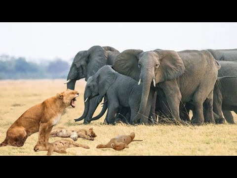 The Grieving Mother Lion Saw Her Cub Attacked By an Elephant and The Tearful Revenge