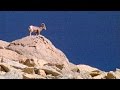 Bighorn Sheep Ecosystem Dynamics