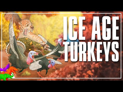 Ice Age West Coast Had Big-Boned Prehistoric Turkeys