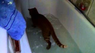 Cat playing in water 2