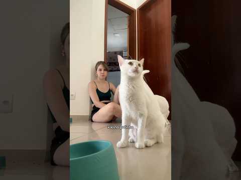 Essa é uma tarefa difícil mesmo ou eu que apanhei sem necessidade? 😅 #gatinhosfofos #gateiros