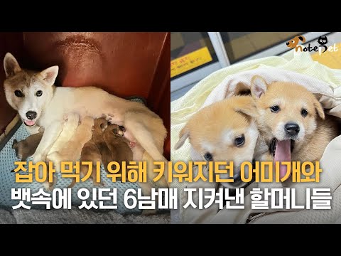 잡아먹히기 위해 키워지던 어미개와 뱃속에 있던 6남매 지켜낸 할머니들