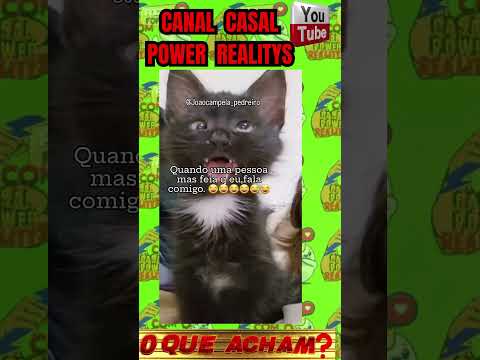 GATINHO EXÓTICO  #casalpowerrealitys  #amoraosanimais