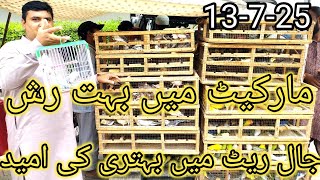 Birds Market Lalukhet Jaal Update 13-7-25 Sunday Video Latest Update