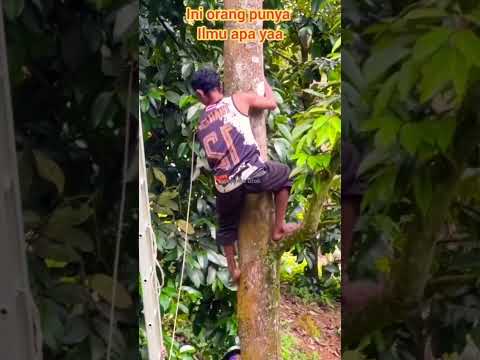 Naik pohon durian pake kekuatan tangan #short #shorts #shortsvidio