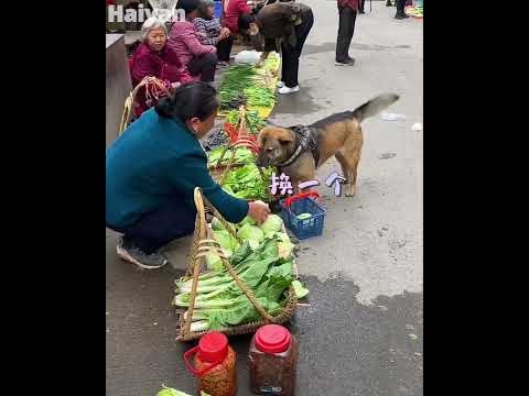 High IQ dog helps owner to buy groceries🥬