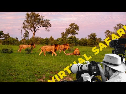 Epic Cheetah Week And Male Lion Reunion Disrupted By Elephants- Virtual Safari #255