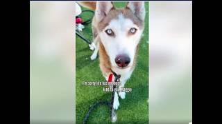 The Ark Project/Help Save Maggie