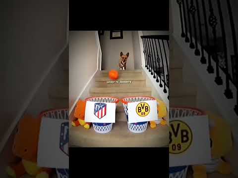 Dog Predict The UCL☠️🔥#youtube #trending #shorts