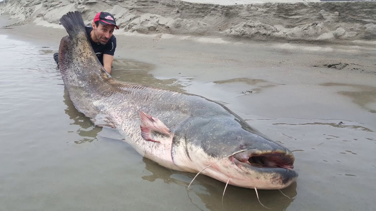 Massive catfish 260 pound monster fish - hd by catfishing world