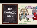 Thoracic Anatomy and Function