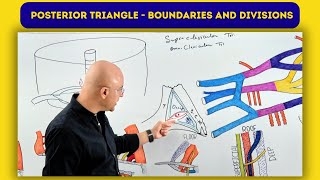 Posterior Triangle | Boundaries and Divisions | Anatomy