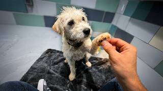 Why This Shelter Dog Was Marked As 'Dangerous'