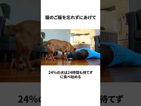 猫のご飯を忘れずにあげて