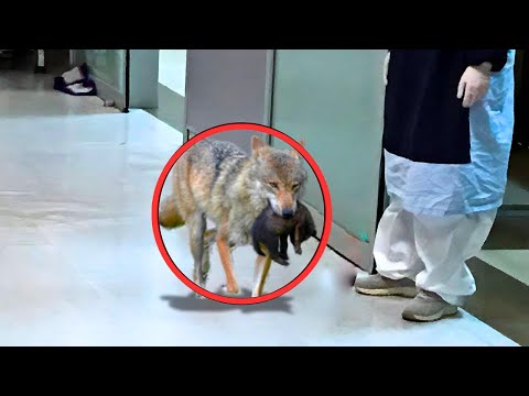 Wolf Suddenly Breaks Into Hospital , Nurse Bursts Into Tears When She Realizes Why !