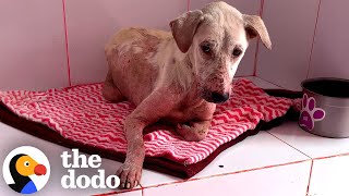 "Broken" Street Dog Gets Spoiled With Sea Moss And Omelettes | The Dodo
