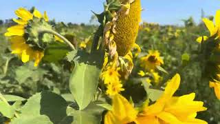 Sunflower farm of England 