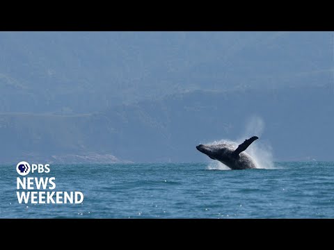 YouTube video thumbnail: Scientists Track Humpback Whale Migration With an Assist From AI Technology