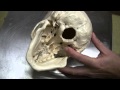 Identifying Parts of the Skull: A Comprehensive Overview