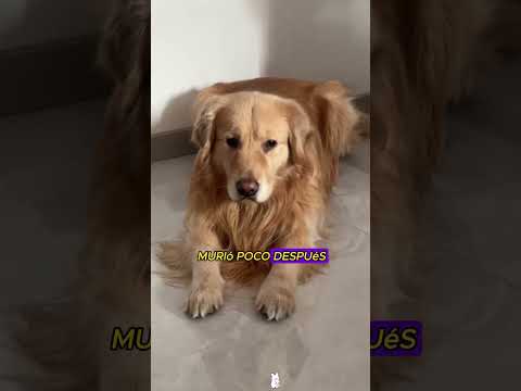 Este perro no le teme a los leones ni a los tigres.#animals #story