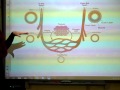 Human Circulatory System Concepts
