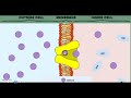 Cell Transport Mechanisms and Processes