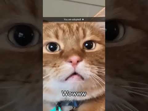 Funny Pets | 2024😂 Funny Dogs And Funny Cats Videos 🐱 🐕 😄 #98