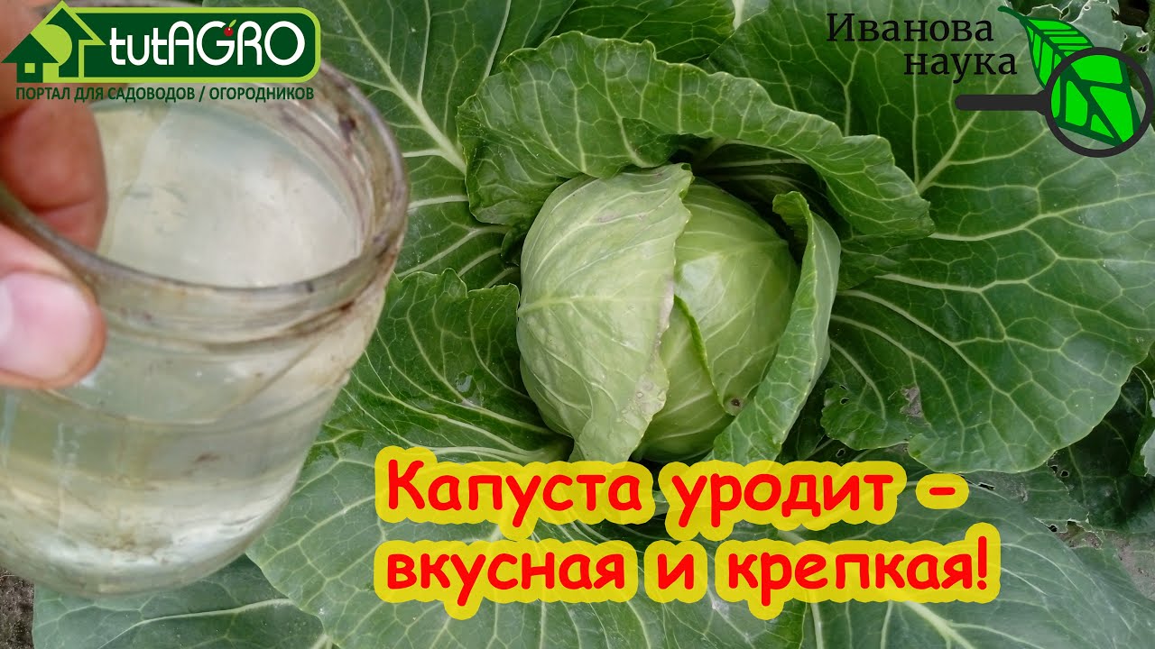 Суперподкормка для капусты! Капуста растёт на глазах без вредителей и болезней! Подкормка капусты!