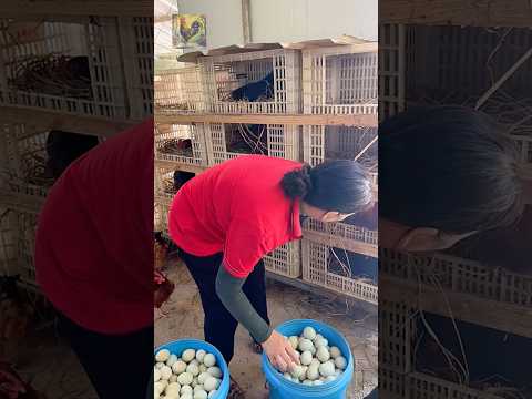 Harvesting chicken eggs. 1 chicken lays 2 eggs a day. #chickenfarming