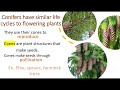 Flowering Plants and Conifers