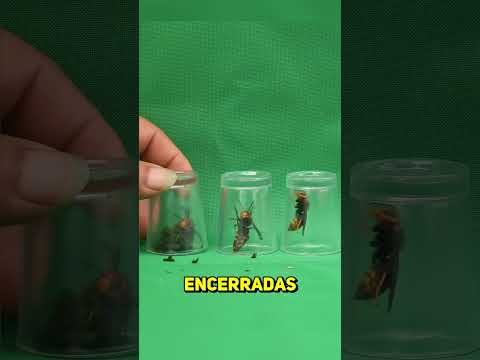 Este BIÓLOGO ANESTESIÓ a las AVISPAS que le ATACABAN