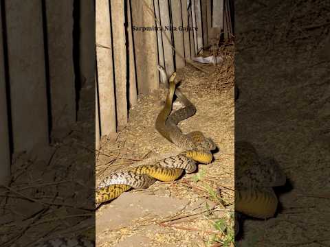 😳🙏🏻एकसाथ दो सांप😳🐍🐍🙏🏻 #shorts #snake #animals #omg