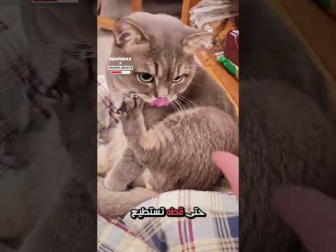 سلاح فريد حتى القطة تستطيع استخدامه! @sharing_beautie