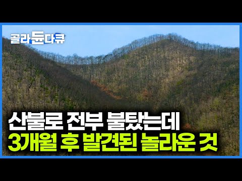 산은 생각보다 강했다. 경북 산불 사태 3개월 후 다시 산을 찾아봤더니｜다큐프라임｜#골라듄다큐