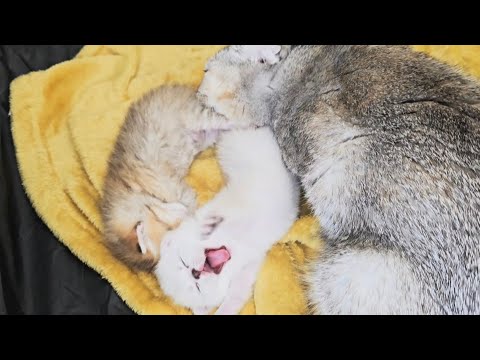 Mother cat is like all mothers! Only she always takes care of her cute kittens