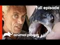 Piranha: Myth vs. Reality