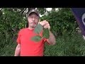Understanding Poison Ivy and Urushiol