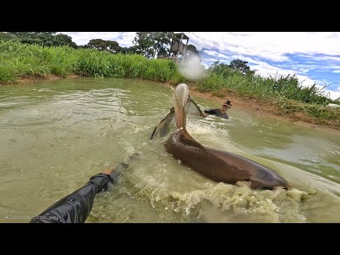 O PENEIRÃO AGORA PASSOU DOS LIMITES PEGOU UM PEIXE MAIOR QUE ELE!