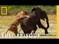 Survival Strategies in Grasslands