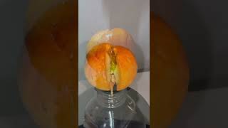 Avocado seed sprouting!