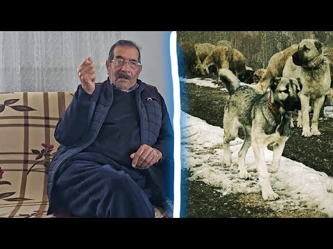 DEDEM 70 YIL ÖNCE ÇEVREYE NAM SALAN EFSANE KÖPEKLERİNİ ANLATTI ~ESKİDEN BİLE KÖPEKLERİMİZ EFSANEYMİŞ