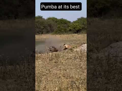 Warthog Plays with Lions ? , epic, funny,  Unexpected Bond! #Warthog #Lions #Viral