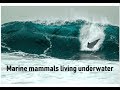 Pinniped and Cetacean Adaptations