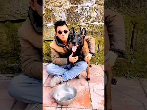 My loyal friend #dog #shorts.#honestdog #friend #deepmeaning #loyaldog