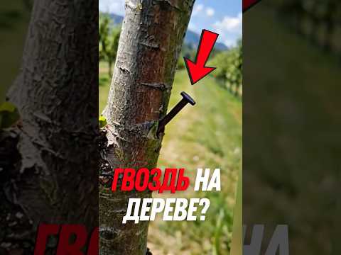 Что будет если вбить гвоздь в дерево?