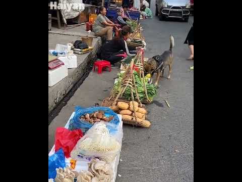 High IQ dog helps owner to buy food🥬