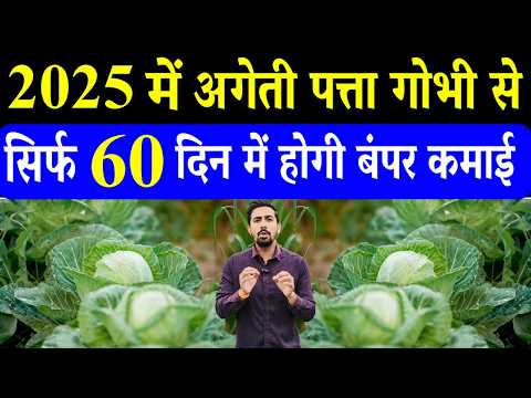 बरसात में करें अगेती पत्ता गोभी की खेती, 60 दिनों में बंपर कमाई की गारंटी Cabbage Farming In India