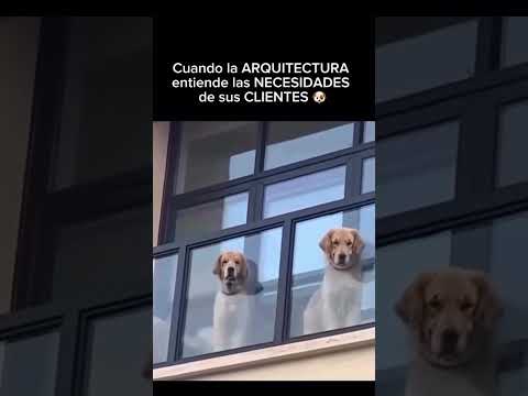🐶 Cuando la #arquitecta entiende la necesidad de su clientes 🐶 #hatcharquitectos